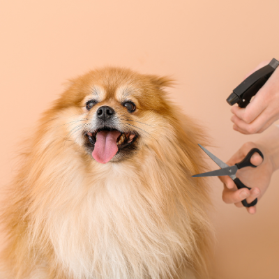 Why Proper Grooming Tools Matter Nervous dog during grooming session highlighting tool importance