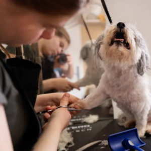 Broken grooming scissors representing low-quality tools