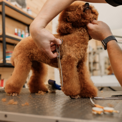 Features of Quality Pet Grooming Shears Close-up of premium grooming shears with ergonomic design