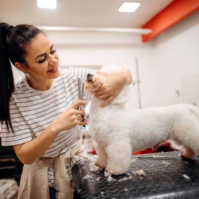 Choosing the Right Shears for Dog Grooming Hand picking from a selection of professional grooming shears