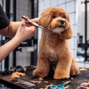 Professional groomer trimming dog with ergonomic shears